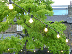 Festoon Lights